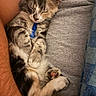 arms, blanket, blue_harness, calico, cat, cozy, cuddling, ears, fluffy, fur, gray_shirt, indoors, kitten, long_hair, paw, person, pet, portrait, sleeping, whiskers