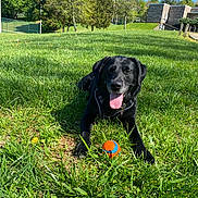 Bella joined the competition — help win amazing prizes! dog, black_dog, grass, ball, outdoor, sunny, tongue_out, playing, pet, nature, greenery, animal, park, happy, summer, daylight, canine, field, collar, leisure