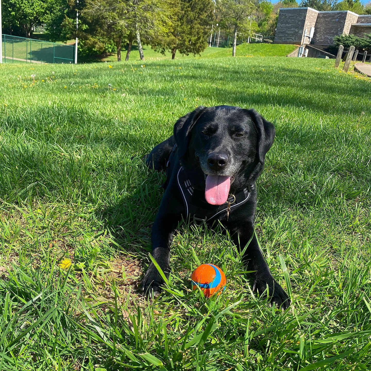 Bella joined the competition — help win amazing prizes! animal, ball, black_dog, canine, collar, daylight, dog, field, grass, greenery, happy, leisure, nature, outdoor, park, pet, playing, summer, sunny, tongue_out