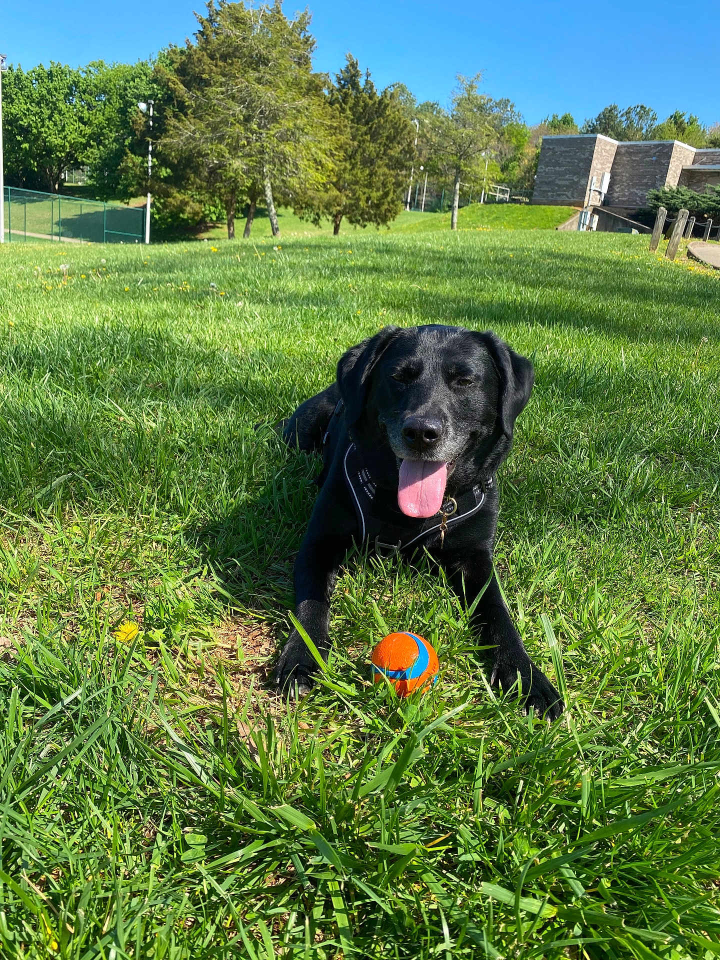 Bella joined the competition — help win amazing prizes! dog, black_dog, grass, ball, outdoor, sunny, tongue_out, playing, pet, nature, greenery, animal, park, happy, summer, daylight, canine, field, collar, leisure