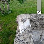 Cannelle participe au concours pour gagner de l'argent avec cette photo : cat, fluffy, blue_eyes, stone_wall, garden, grass, greenery, outdoor, nature, tree, leaf, relaxed, pet, animal, mammal, feline, resting, portrait, daylight, calm
