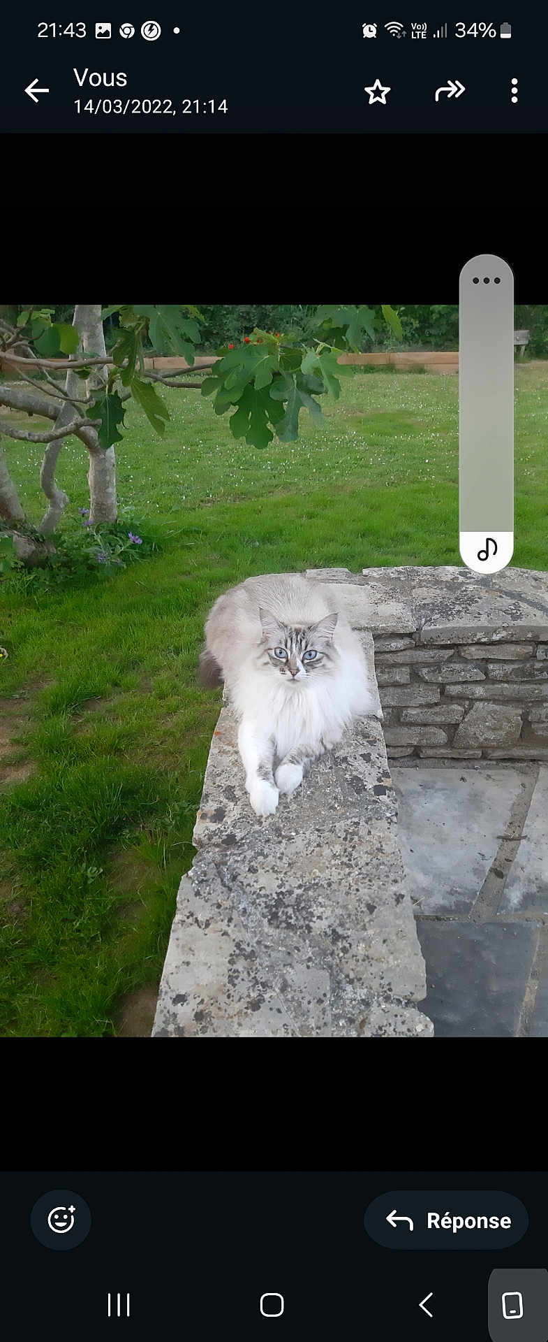 Cannelle participe au concours pour gagner de l'argent avec cette photo : cat, fluffy, blue_eyes, stone_wall, garden, grass, greenery, outdoor, nature, tree, leaf, relaxed, pet, animal, mammal, feline, resting, portrait, daylight, calm