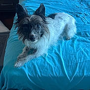 Rayia is registered to the contest to win money with this photo: dog, pet, canine, small_dog, scruffy_fur, black_and_white, pointed_ears, brown_eyes, lying_down, bed, blue_bedspread, bedroom, indoor, portrait, looking_at_camera, fluffy, long_hair, relaxed, cozy, animal_photography