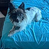 dog, pet, canine, small_dog, scruffy_fur, black_and_white, pointed_ears, brown_eyes, lying_down, bed, blue_bedspread, bedroom, indoor, portrait, looking_at_camera, fluffy, long_hair, relaxed, cozy, animal_photography