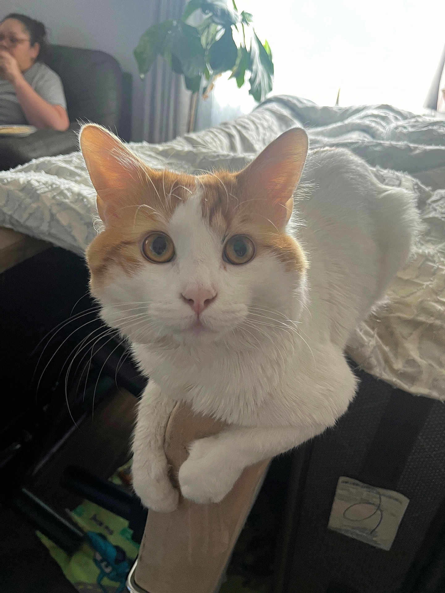 Ozzy