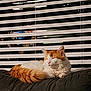 Ozzy joined the competition — help win amazing prizes! cat, orange_cat, white_cat, indoor, window_blinds, cushion, sleeping, pet, feline, fur, resting, cozy, domestic_animal, quiet, relaxation, home, animal, mammal, cute, calm