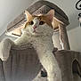 Ozzy joined the competition — help win amazing prizes! cat, fluffy, orange_and_white, cat_tree, pet, indoor, furniture, relaxed, paws, whiskers, ears, nose, soft, cozy, animal, mammal, cute, portrait, resting, home