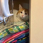 Ozzy joined the competition — help win amazing prizes! cat, towels, closet, folded_towels, orange_and_white_cat, indoor, pet, fur, stack, shelf, curious, cozy, resting, cute, animal, feline, soft_lighting, home, quiet, peeking