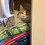 cat, towels, closet, folded_towels, orange_and_white_cat, indoor, pet, fur, stack, shelf, curious, cozy, resting, cute, animal, feline, soft_lighting, home, quiet, peeking