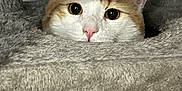 Ozzy is registered to the contest to win money with this photo: cat, orange_cat, white_cat, cat_tree, fur, ears, nose, whiskers, pet, animal, indoor, curious, wide_eyes, cute, feline, resting, peek, soft_texture, close_up, portrait