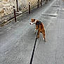 Aroh participe au concours pour gagner de l'argent avec cette photo : dog, leash, street, sidewalk, stone_wall, car, urban, outdoor, walking, pet, canine, pavement, residential, road, daytime, curious, brown_and_white, harness, quiet, suburban