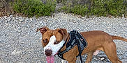 Aroh participe au concours pour gagner de l'argent avec cette photo : dog, brown, white, harness, leash, outdoor, nature, rocks, shrub, tree, hill, path, pet, animal, tongue_out, walking, sunlight, summer, playful, canine
