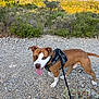 dog, brown, white, harness, leash, outdoor, nature, rocks, shrub, tree, hill, path, pet, animal, tongue_out, walking, sunlight, summer, playful, canine