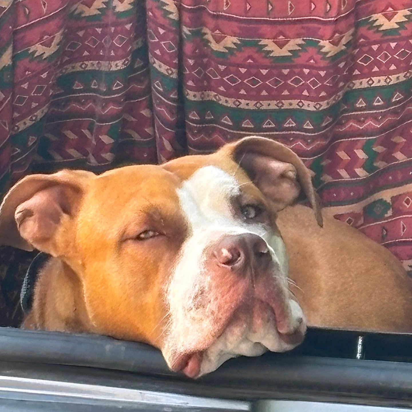 Aroh a rejoint le concours — aidez-le/la à gagner de superbes lots ! animal, brown, canine, closeup, curtain, dog, ears, expression, face, fur, head, indoors, nose, patterned_curtain, pet, portrait, relaxing, resting, sleepy, white