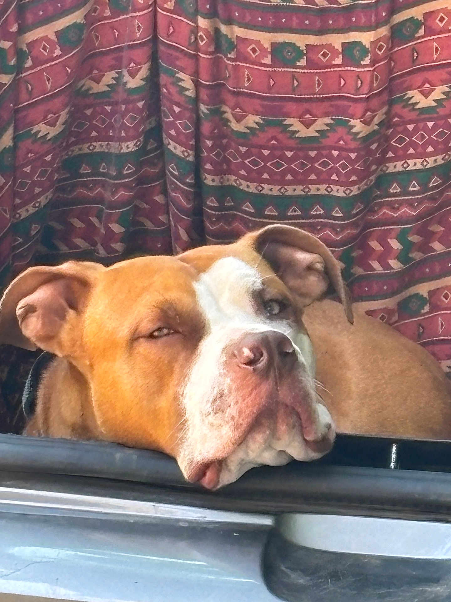 Aroh a rejoint le concours — aidez-le/la à gagner de superbes lots ! dog, resting, brown, white, face, ears, nose, curtain, patterned_curtain, indoors, closeup, pet, sleepy, expression, animal, canine, fur, head, portrait, relaxing