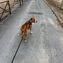 Aroh a rejoint le concours — aidez-le/la à gagner de superbes lots ! dog, leash, street, sidewalk, car, urban, outdoor, pet, brown, white, pavement, wall, residential, quiet, daytime, walking, canine, road, fence, curb