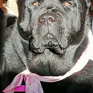 Roméo a rejoint le concours — aidez-le/la à gagner de superbes lots ! animal, black_dog, canine, chair, closeup, companion, dog, domestic_animal, ears, face, fur, furniture, indoor, mammal, pet, pet_accessory, pink_scarf, portrait, sunlight, window