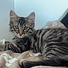 animal, bedroom, blanket, cat, cozy, cute, fluffy, green_eyes, indoors, kitten, long_fur, lying_down, pet, pointed_ears, portrait, relaxed, sitting, striped_fur, tabby, whiskers