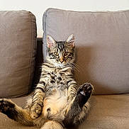 Loumi participe au concours pour gagner de l'argent avec cette photo : animal, belly, cat, couch, ears, fluffy, funny, fur, indoor, kitten, paws, pet, portrait, reclining, sitting, sofa, striped, tabby, tail, whiskers