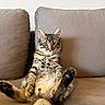 animal, belly, cat, couch, ears, fluffy, funny, fur, indoor, kitten, paws, pet, portrait, reclining, sitting, sofa, striped, tabby, tail, whiskers