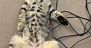 Loumi participe au concours pour gagner de l'argent avec cette photo : belly_up, cables, cat, computer_mouse, couch, cute, fluffy, fur, home, indoor, kitten, laptop, paws, pet, portrait, relaxed, sleeping, striped, tabby, tail
