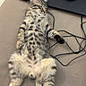 belly_up, cables, cat, computer_mouse, couch, cute, fluffy, fur, home, indoor, kitten, laptop, paws, pet, portrait, relaxed, sleeping, striped, tabby, tail
