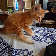 Oscar Myer joined the competition — help win amazing prizes! kitten, cat, orange_cat, indoor, tablecloth, pattern, curious, young_animal, pet, feline, small_animal, furniture, home, domestic, cute, animal, whiskers, paws, soft_fur, close_up