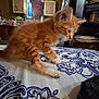 animal, cat, close_up, curious, cute, domestic, feline, furniture, home, indoor, kitten, orange_cat, pattern, paws, pet, small_animal, soft_fur, tablecloth, whiskers, young_animal