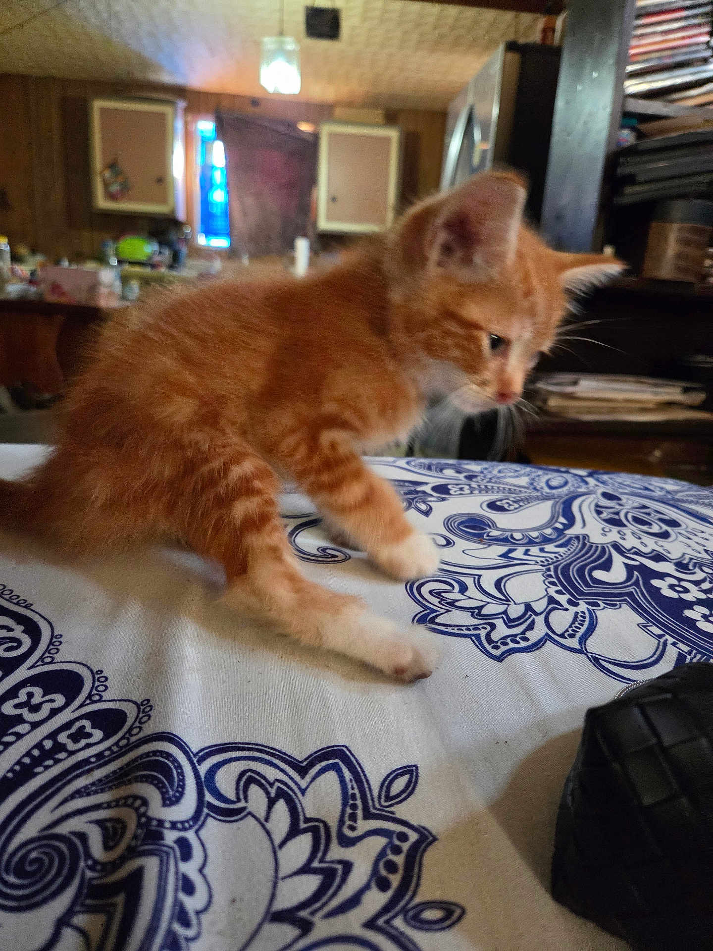 Oscar Myer joined the competition — help win amazing prizes! kitten, cat, orange_cat, indoor, tablecloth, pattern, curious, young_animal, pet, feline, small_animal, furniture, home, domestic, cute, animal, whiskers, paws, soft_fur, close_up