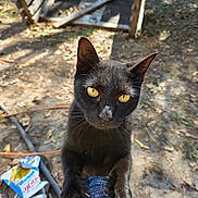 Lucifer is registered to the contest to win money with this photo: black_cat, cat, yellow_eyes, outdoor, person_leg, paw, claw, foot, painted_toenails, wooden_ramp, dirt_ground, leaves, sunlight, shadow, curious, closeup, pet, animal, candid, nature