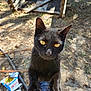 black_cat, cat, yellow_eyes, outdoor, person_leg, paw, claw, foot, painted_toenails, wooden_ramp, dirt_ground, leaves, sunlight, shadow, curious, closeup, pet, animal, candid, nature