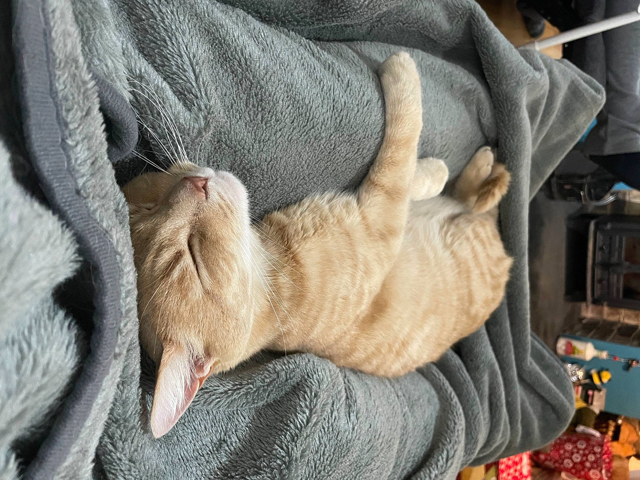 Oscar joined the competition — help win amazing prizes! carnivore, cat, comfort, domestic_short_haired_cat, fawn, felidae, finger, foot, gesture, hand, human_leg, nail, paw, small_to_medium_sized_cats, snout, terrestrial_animal, textile, thumb, whiskers, wrinkle