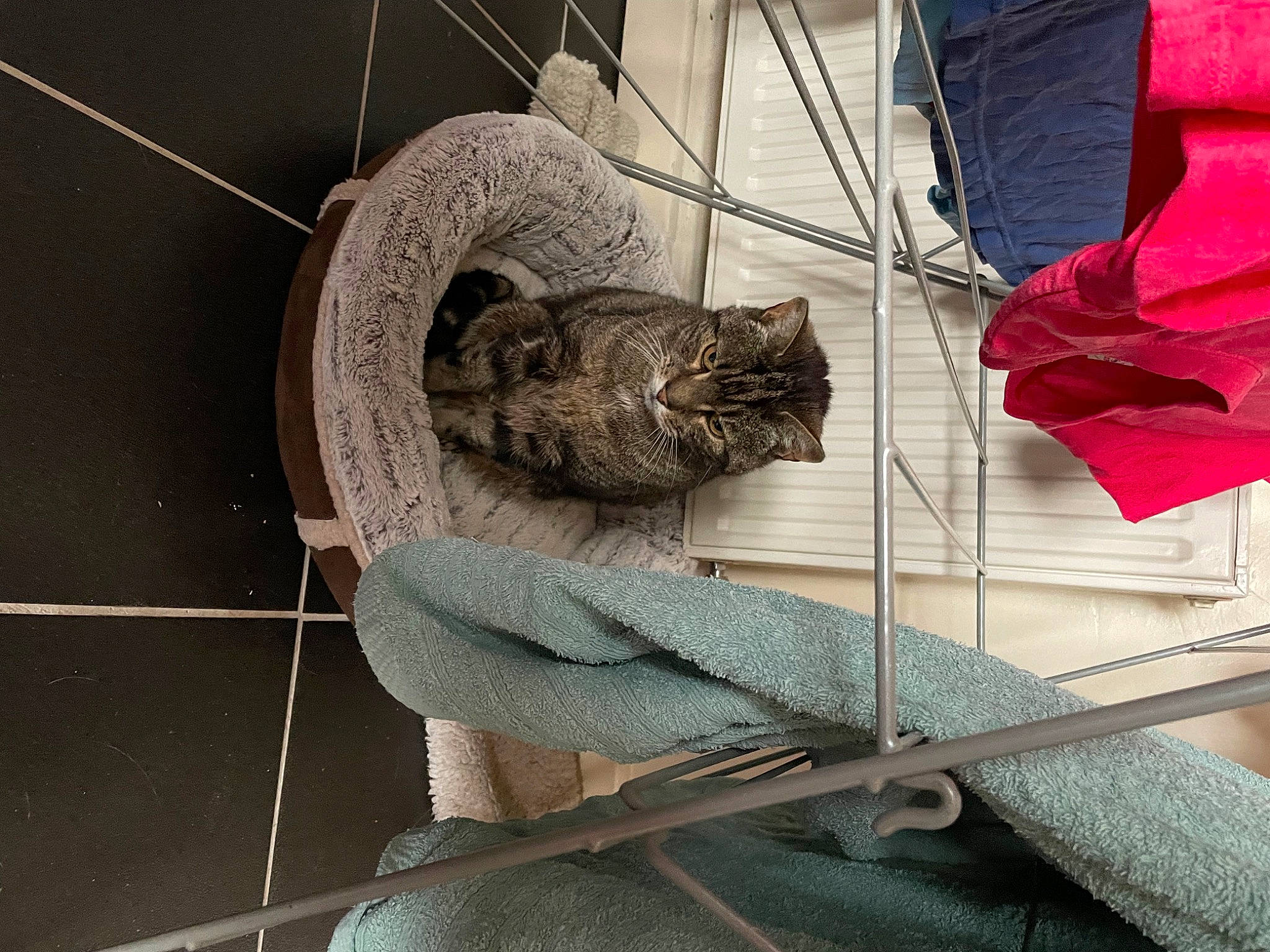 Boris is registered to the contest to win money with this photo: automotive_tire, bicycle_tire, bicycle_wheel, carnivore, cat, domestic_short_haired_cat, felidae, fur, grey, metal, rim, rope, small_to_medium_sized_cats, tail, thread, tire, wheel, whiskers, window, wood