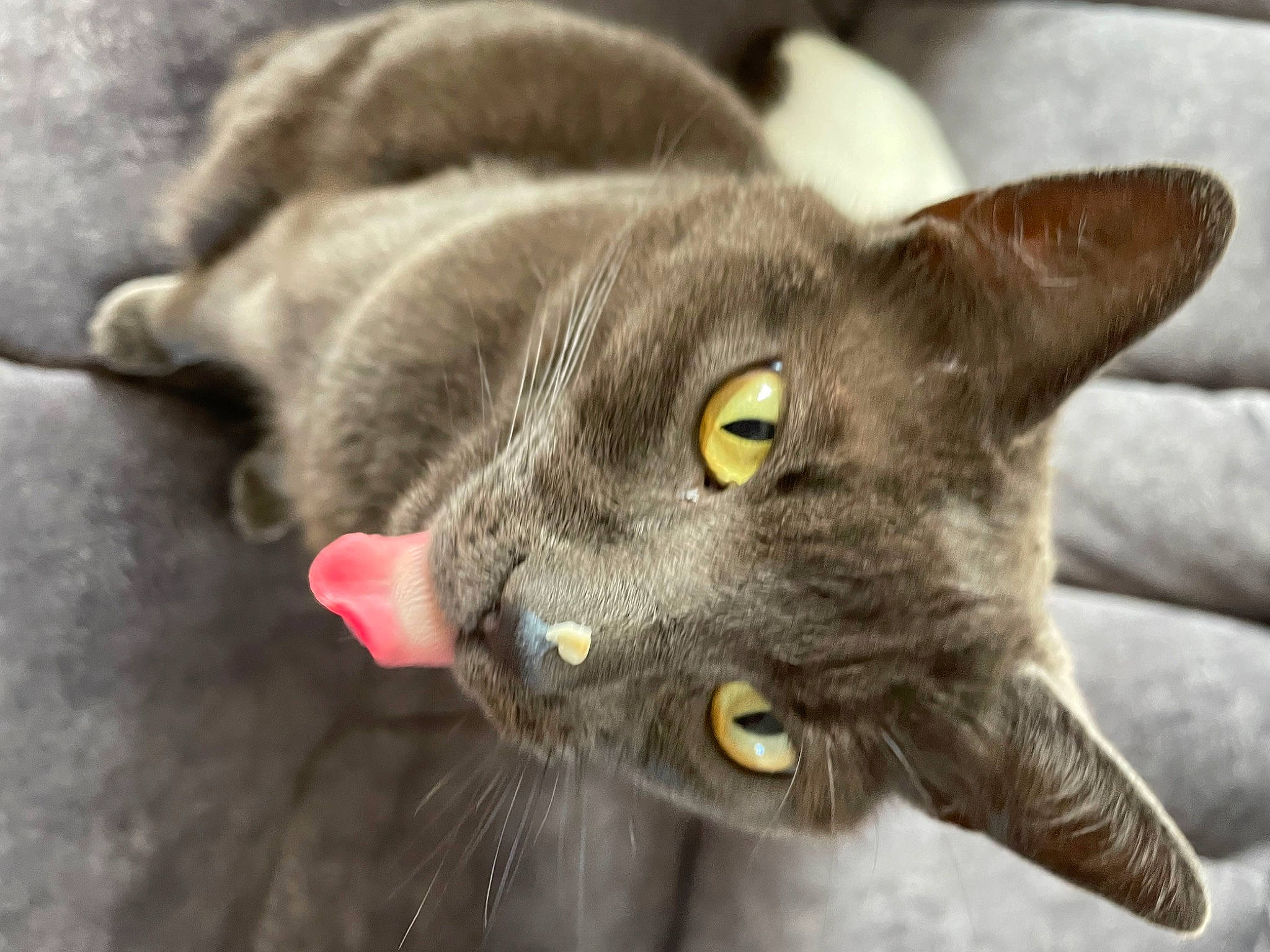 Willow joined the competition — help win amazing prizes! carnivore, cat, domestic_short_haired_cat, felidae, fur, havana_brown, plant, russian_blue, small_to_medium_sized_cats, snout, whiskers