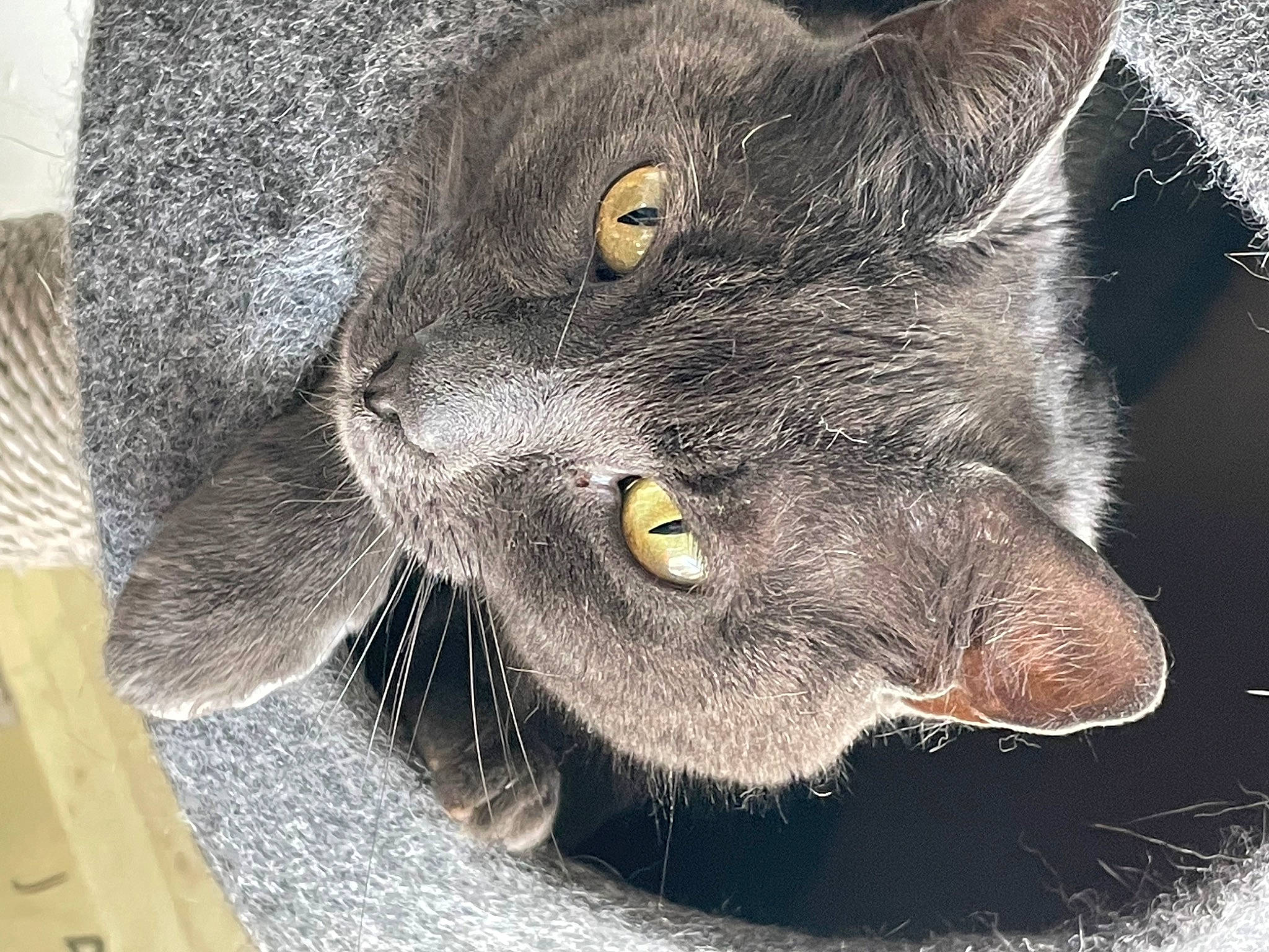 Willow joined the competition — help win amazing prizes! black_cat, carnivore, cat, claw, domestic_short_haired_cat, felidae, fur, grey, paw, small_to_medium_sized_cats, snout, tail, terrestrial_animal, whiskers, wildlife