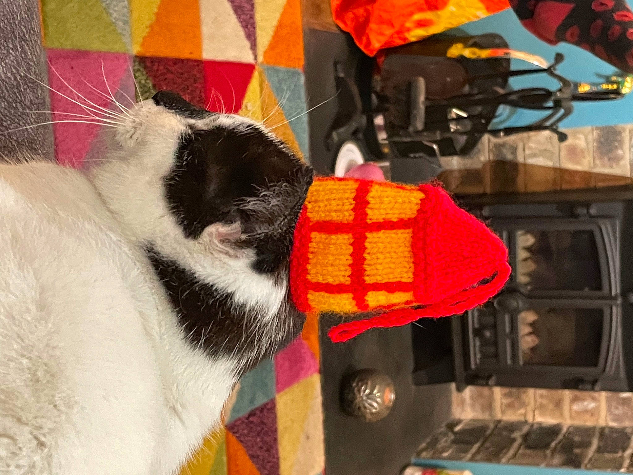 Misfit joined the competition — help win amazing prizes! bag, cap, carnivore, comfort, companion_dog, dog, fashion_accessory, fawn, felidae, fur, glove, linens, luggage_and_bags, pattern, red, small_to_medium_sized_cats, stuffed_toy, tail, wool, woolen