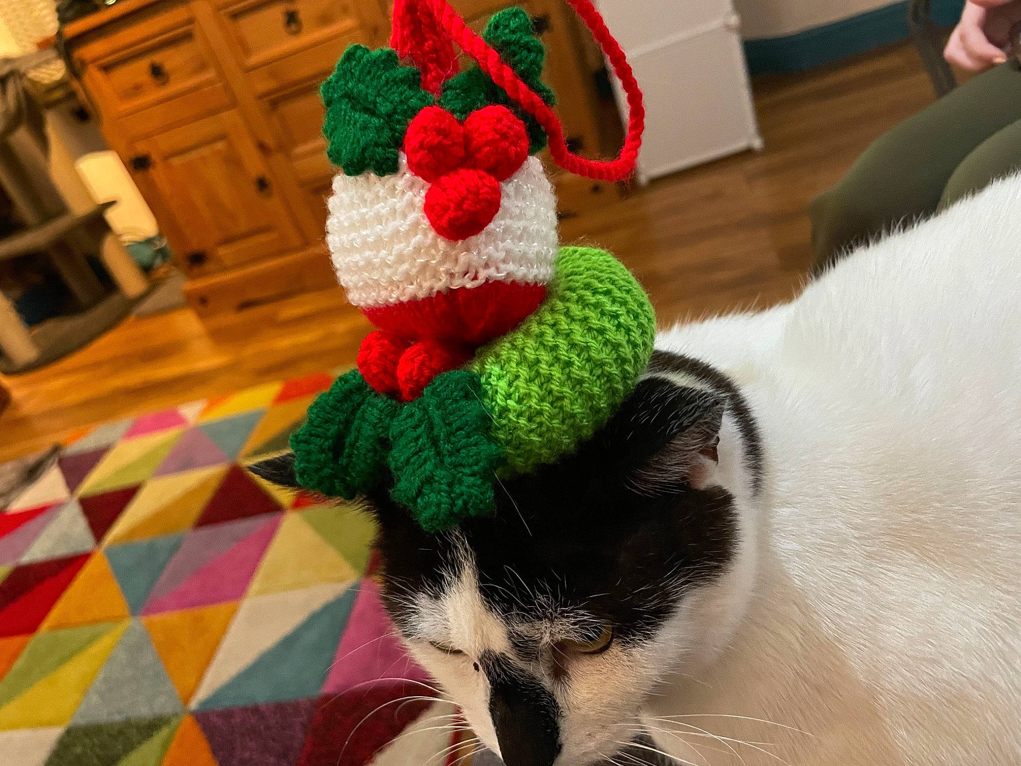 Misfit joined the competition — help win amazing prizes! cat, comfort, creative_arts, event, felidae, flooring, fur, green, linens, pattern, room, small_to_medium_sized_cats, stuffed_toy, tail, textile, toy, whiskers, wood, wool, woolen