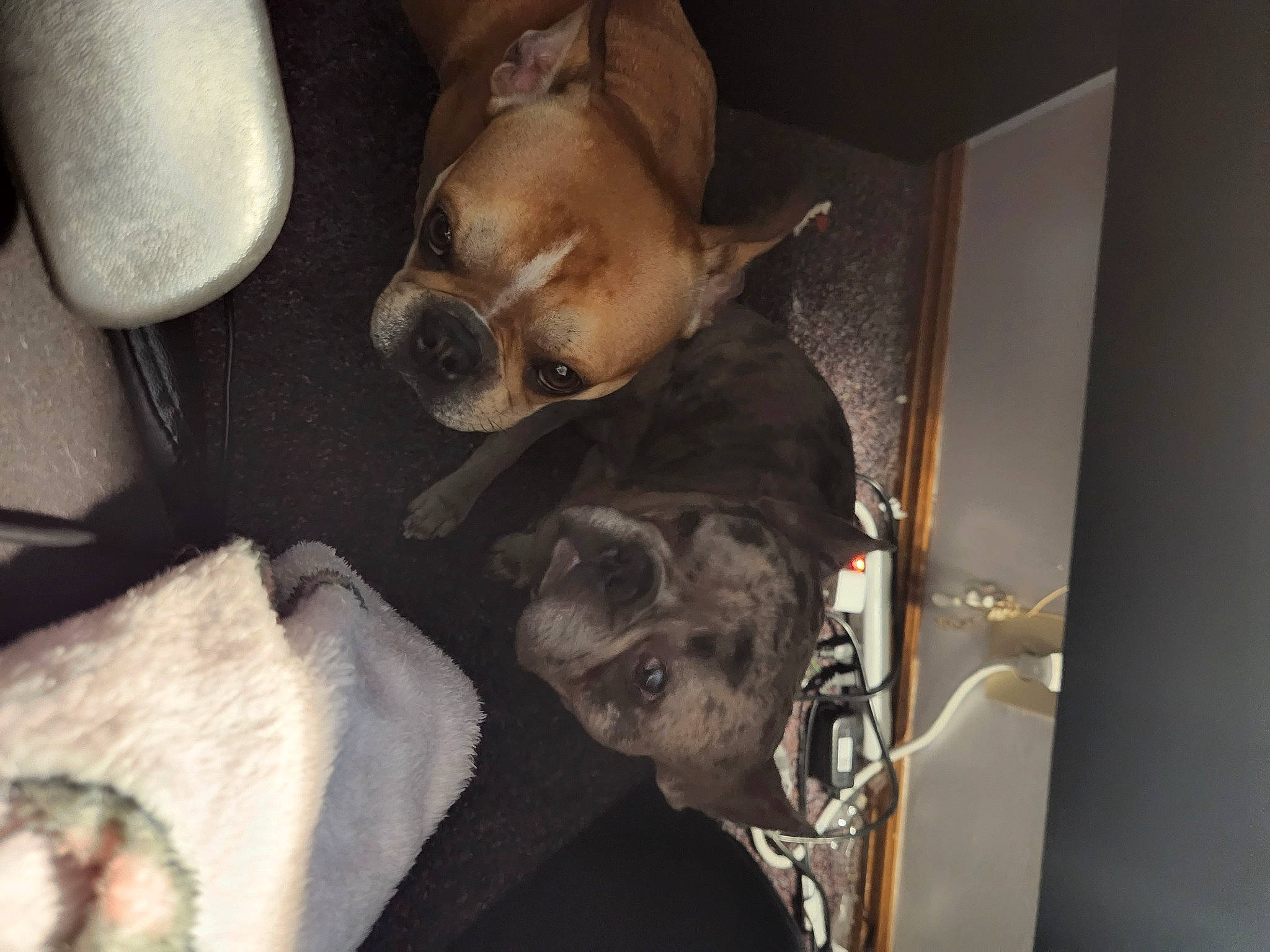 Tazz joined the competition — help win amazing prizes! canidae, car_seat, carnivore, comfort, companion_dog, dog, dog_breed, dog_supply, fawn, fur, linens, nap, non_sporting_group, paper_towel, room, sleep, sporting_group, toy_dog, whiskers, working_animal