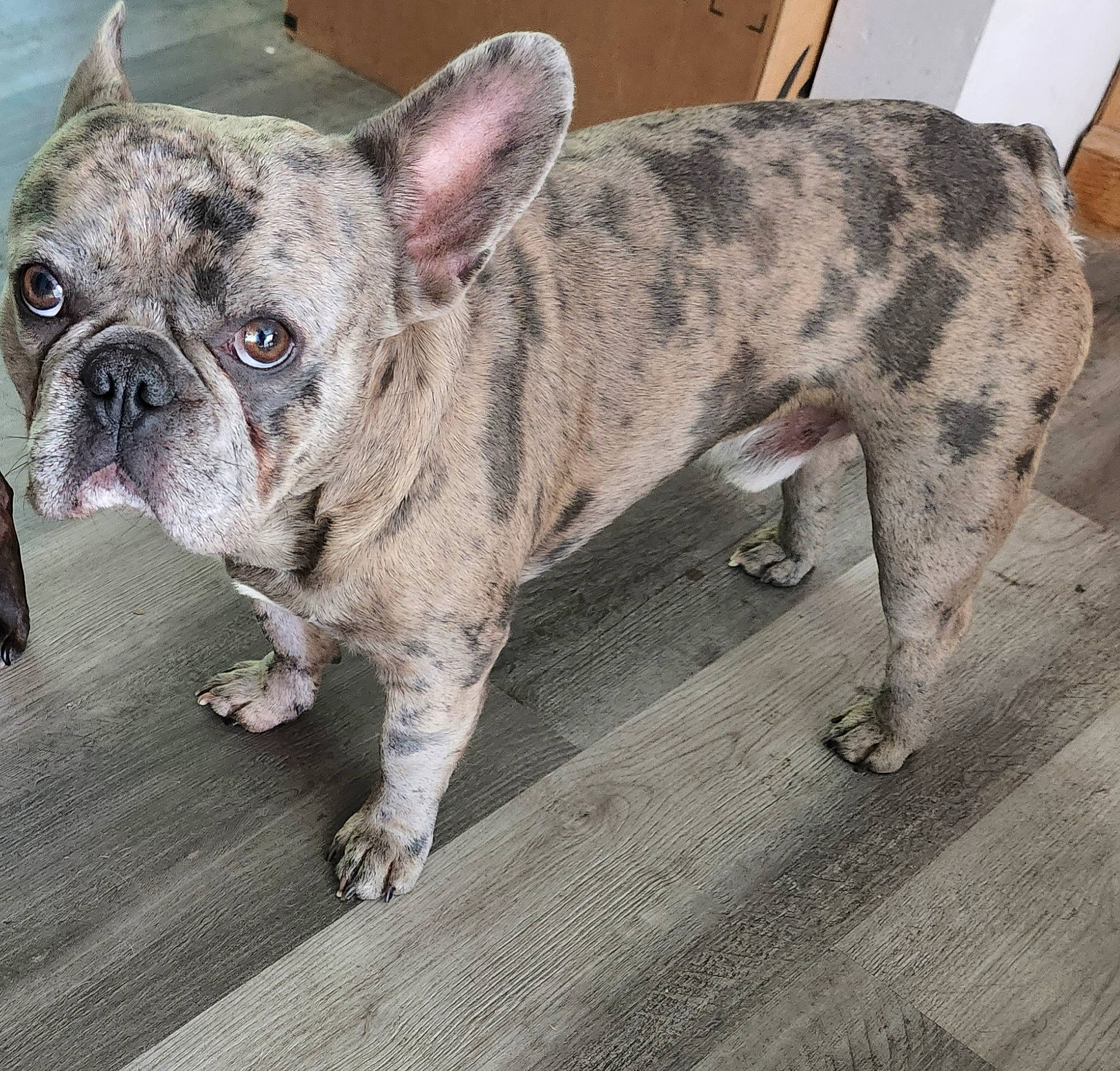 Tazz is registered to the contest to win money with this photo: bulldog, canidae, carnivore, collar, companion_dog, dog, dog_breed, dog_collar, ear, fawn, flooring, hardwood, snout, sporting_group, terrestrial_animal, toy_dog, whiskers, wood, working_animal, wrinkle