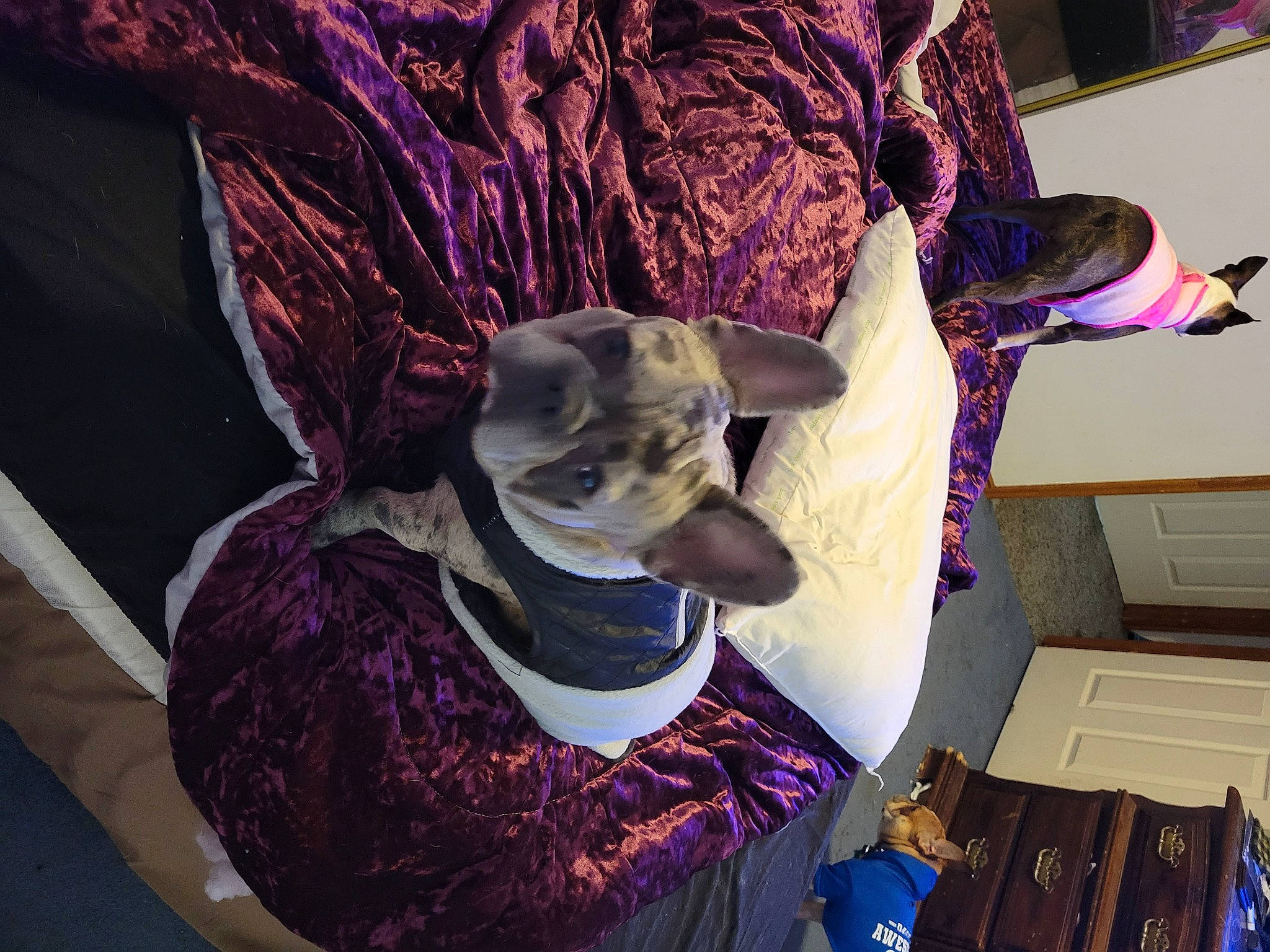 Tazz joined the competition — help win amazing prizes! art, artist, costume, costume_design, costume_hat, event, fashion_accessory, fashion_design, fedora, fictional_character, fur, hat, magenta, pink, purple, room, sun_hat, textile, violet, visual_arts