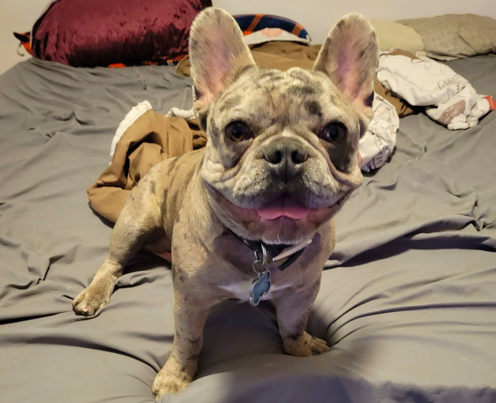 Tazz is registered to the contest to win money with this photo: bulldog, canidae, carnivore, comfort, companion_dog, dog, dog_breed, ear, eye, fawn, head, human_body, jaw, snout, sporting_group, terrestrial_animal, toy_dog, whiskers, working_animal, wrinkle