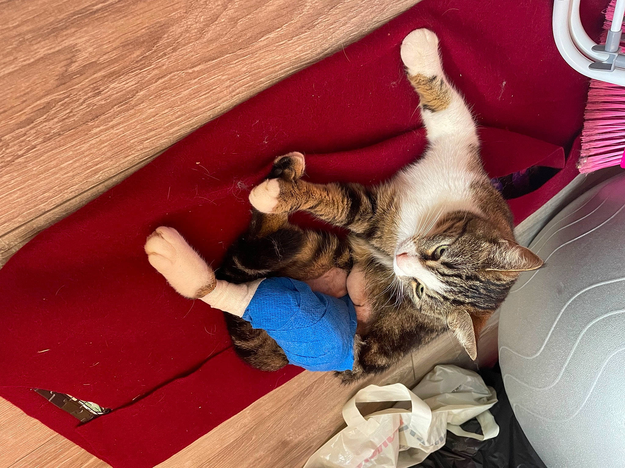 Lana a rejoint le concours — aidez-le/la à gagner de superbes lots ! carnivore, cat, comfort, couch, domestic_short_haired_cat, fawn, felidae, flooring, fur, hardwood, human_leg, lap, linens, paw, room, small_to_medium_sized_cats, tail, whiskers, wood, wood_stain