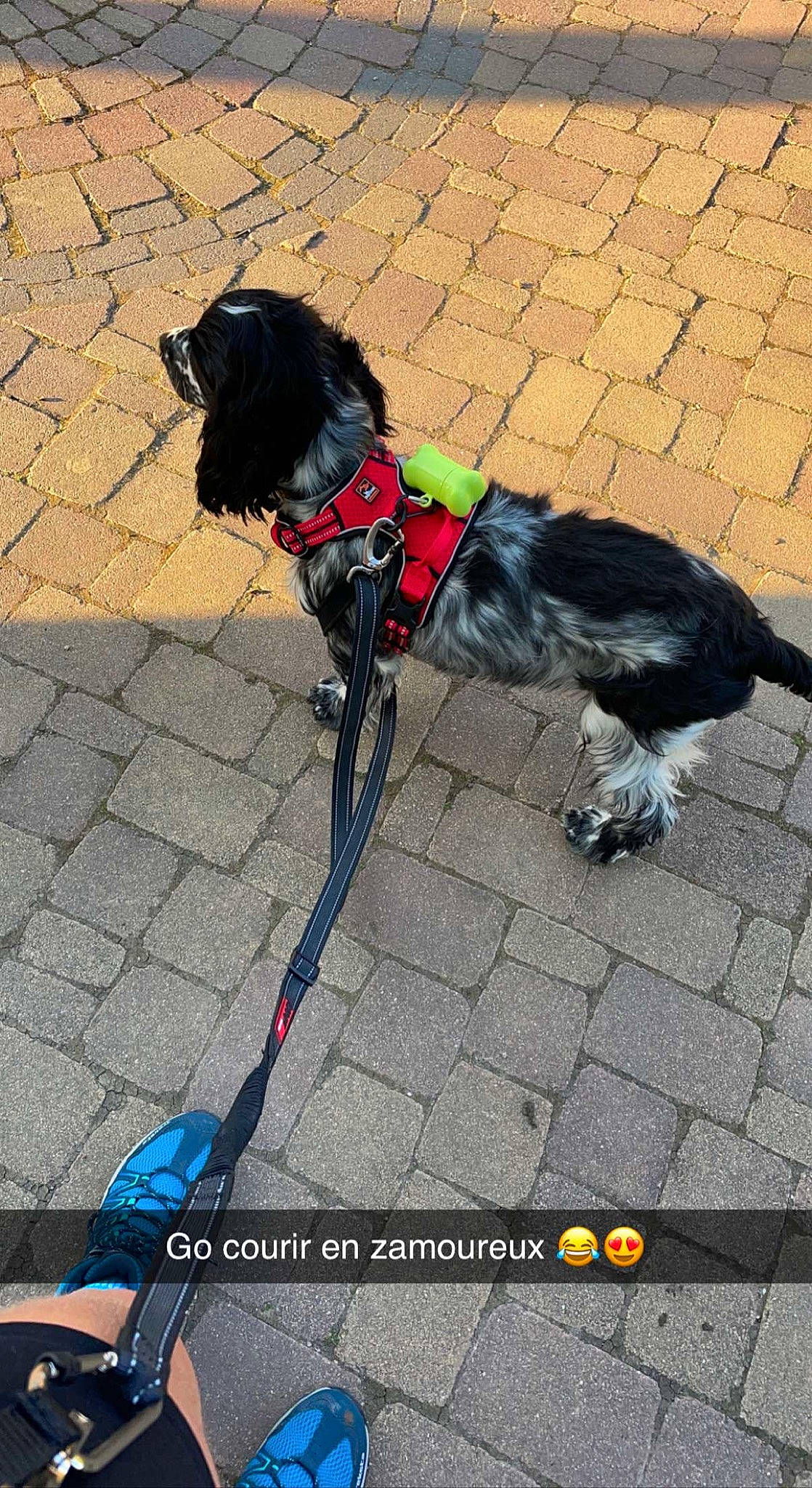 Simba participe au concours pour gagner de l'argent avec cette photo : canidae, carnivore, collar, companion_dog, dog, dog_breed, dog_clothes, dog_collar, dog_supply, dog_walking, fashion_accessory, fur, leash, pet_supply, road_surface, sidewalk, snout, sporting_group, tail, working_animal