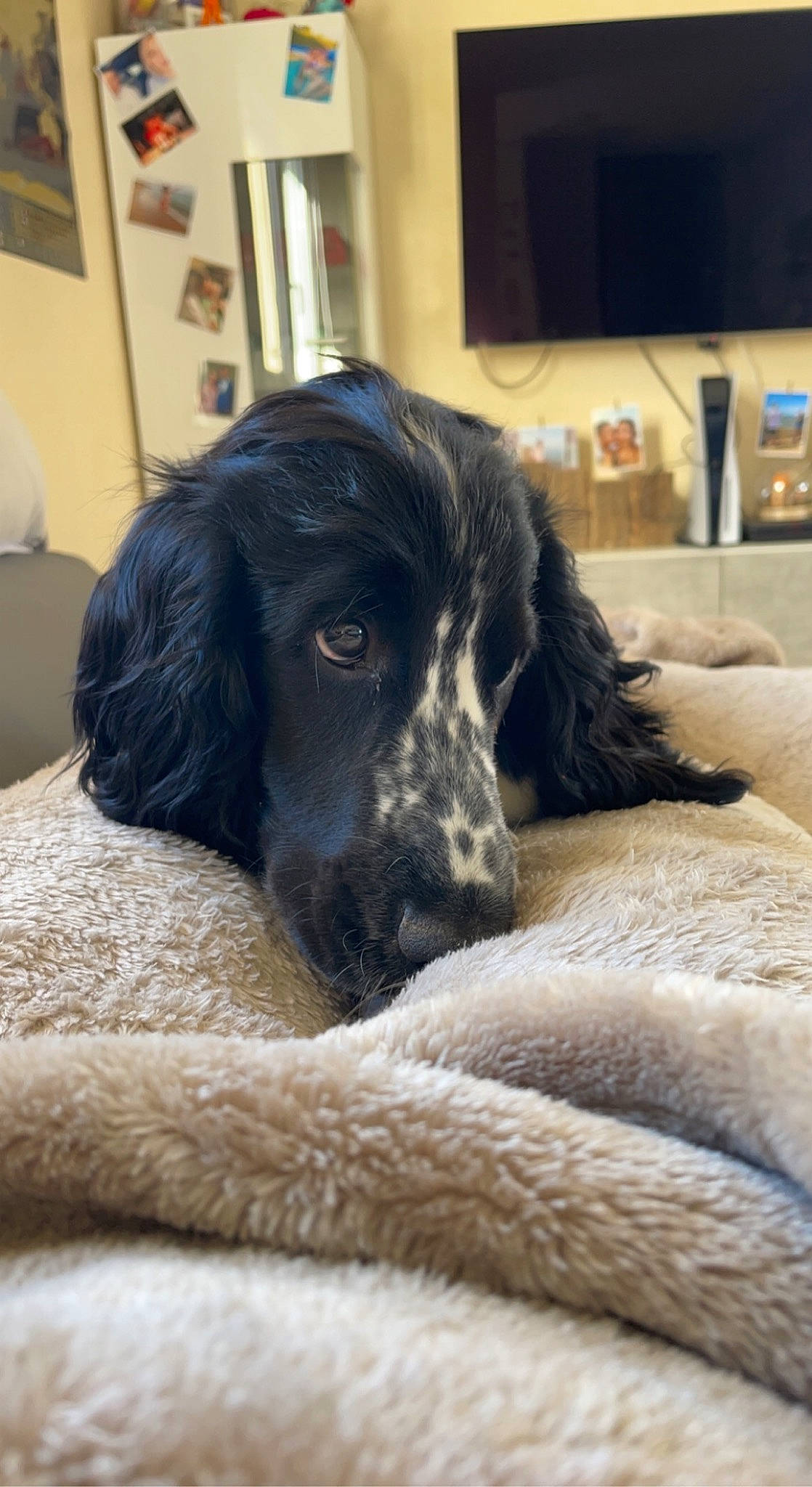 Simba a rejoint le concours — aidez-le/la à gagner de superbes lots ! bookcase, borador, carnivore, comfort, companion_dog, couch, dog, dog_breed, ear, fur, gun_dog, lamp, picture_frame, retriever, snout, spaniel, sporting_group, television, whiskers, working_animal