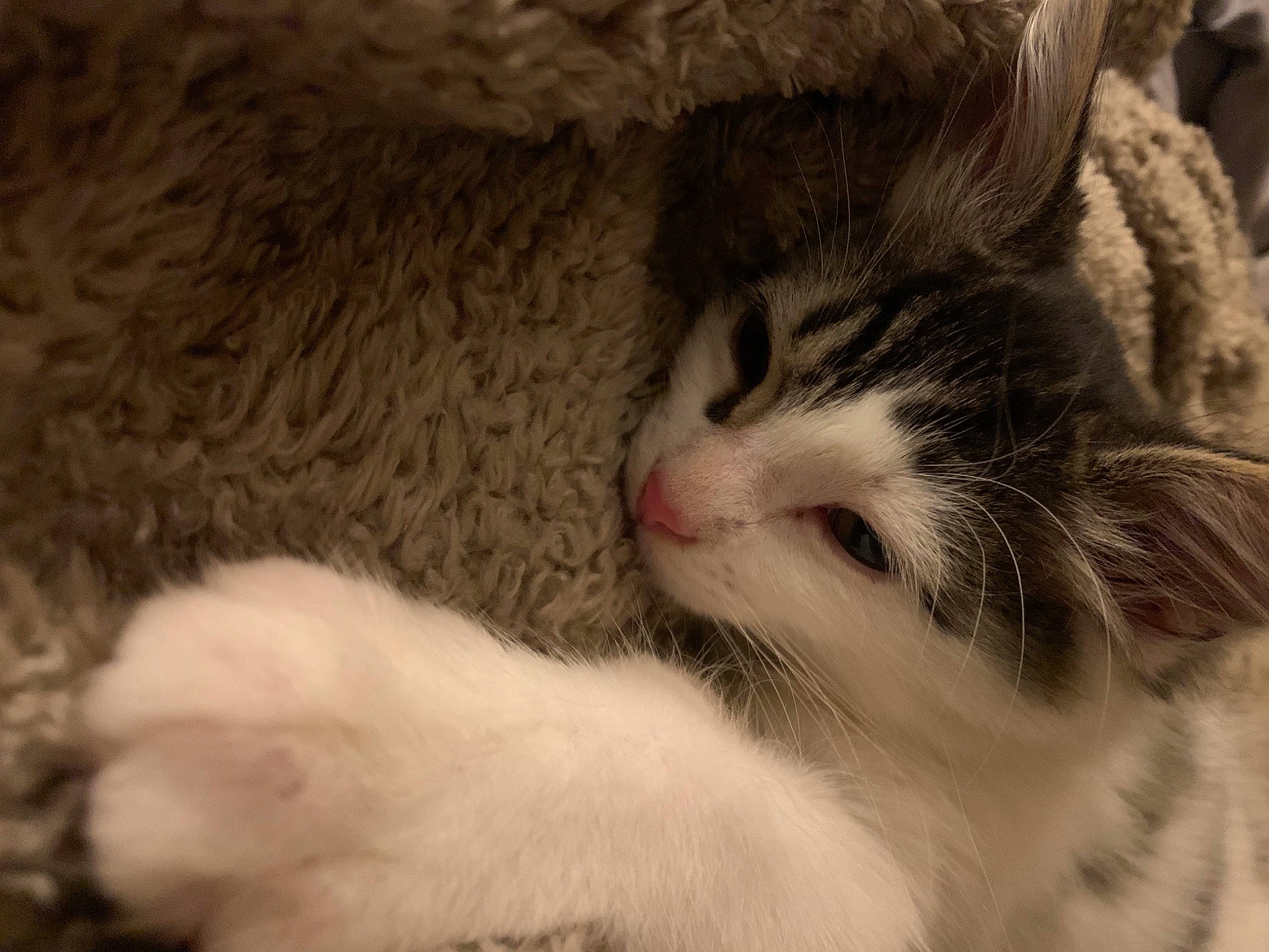 Bucky is registered to the contest to win money with this photo: carnivore, cat, claw, comfort, domestic_short_haired_cat, fawn, felidae, fur, grass, mammal, nap, paw, sleep, small_to_medium_sized_cats, snout, tail, terrestrial_animal, vertebrate, whiskers, window