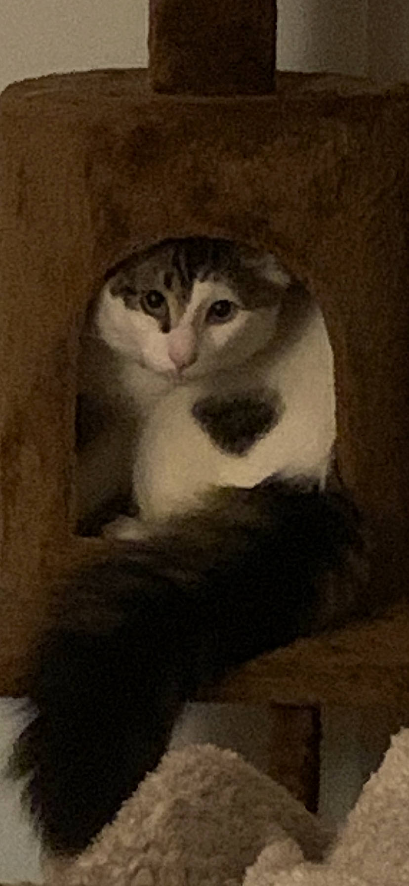 Bucky joined the competition — help win amazing prizes! art, carnivore, cat, domestic_short_haired_cat, drawing, eye, felidae, fur, head, illustration, painting, small_to_medium_sized_cats, snout, stairs, tail, tree, visual_arts, whiskers, window, wood