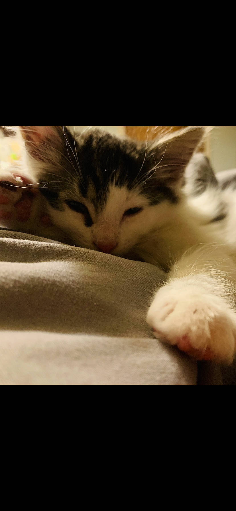 Bucky joined the competition — help win amazing prizes! carnivore, cat, claw, cloud, comfort, domestic_short_haired_cat, felidae, flooring, foot, fur, nap, nose, organism, paw, small_to_medium_sized_cats, snout, tail, terrestrial_animal, whiskers, wood