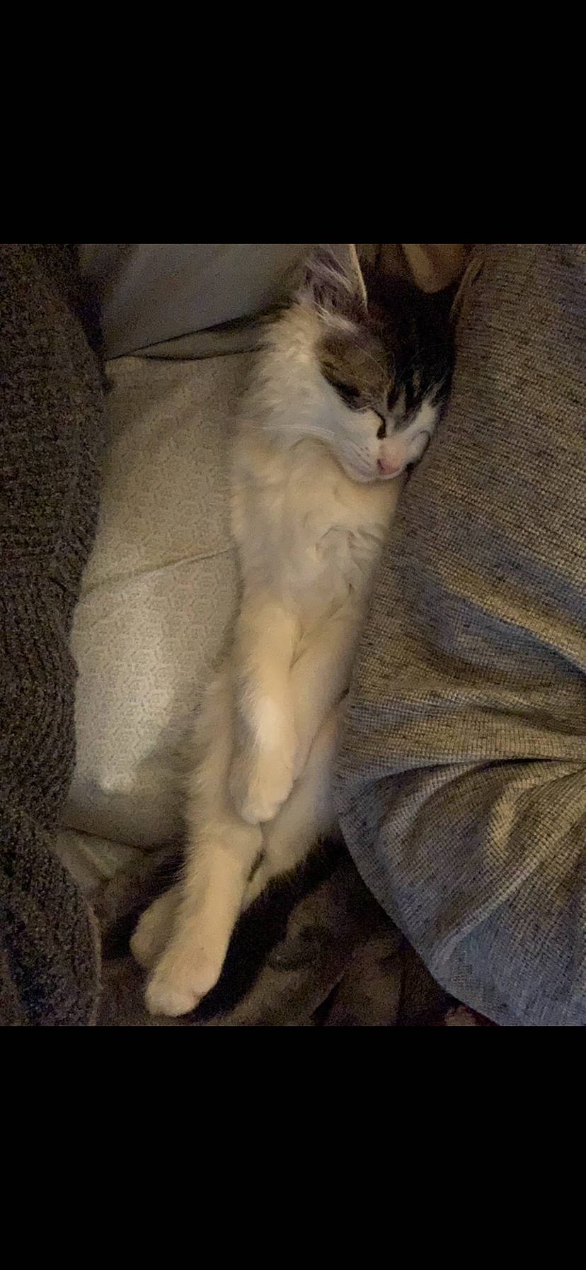 Bucky is registered to the contest to win money with this photo: box, carnivore, cat, claw, comfort, domestic_short_haired_cat, fawn, felidae, fur, paw, sitting, small_to_medium_sized_cats, tail, terrestrial_animal, whiskers, window