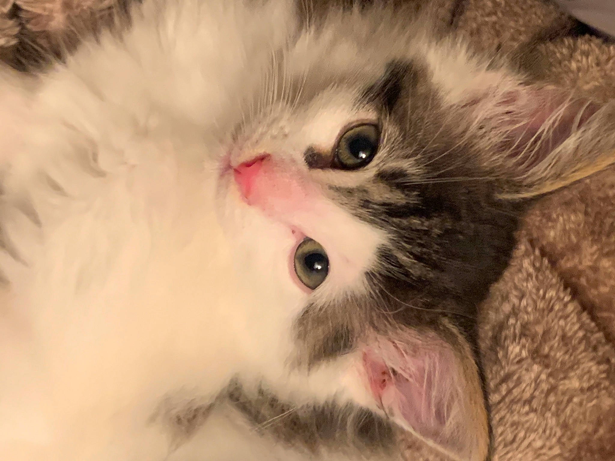 Bucky joined the competition — help win amazing prizes! carnivore, cat, claw, curious, domestic_short_haired_cat, fawn, felidae, fur, iris, paw, small_to_medium_sized_cats, snout, terrestrial_animal, whiskers