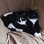 animal, black_and_white, cat, companionship, couch, cozy, cute, domestic, feline, fur, indoor, paws, pets, relaxed, resting, snuggling, soft, tuxedo_cat, two_animals, whiskers